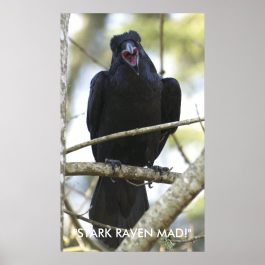 Funny Raven Wildlife Foto Poster (Voorkant)