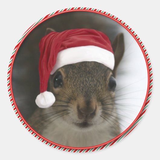 Funny Santa Squirrel Wearing Santa Hat Ronde Sticker (Voorkant)