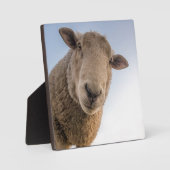 Funny schaap selfie fotoplaat (Voorkant)