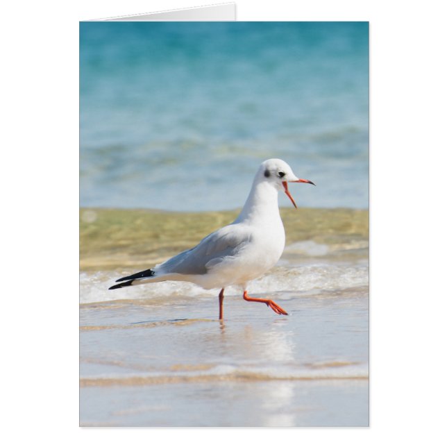 Funny seagull (Voorkant)