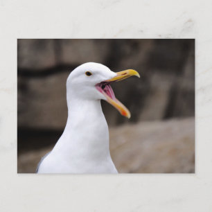FUNNY Seagull Briefkaart