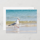 Funny seagull briefkaart (Voorkant / Achterkant)