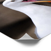 FUNNY Seagull Poster (Hoek)