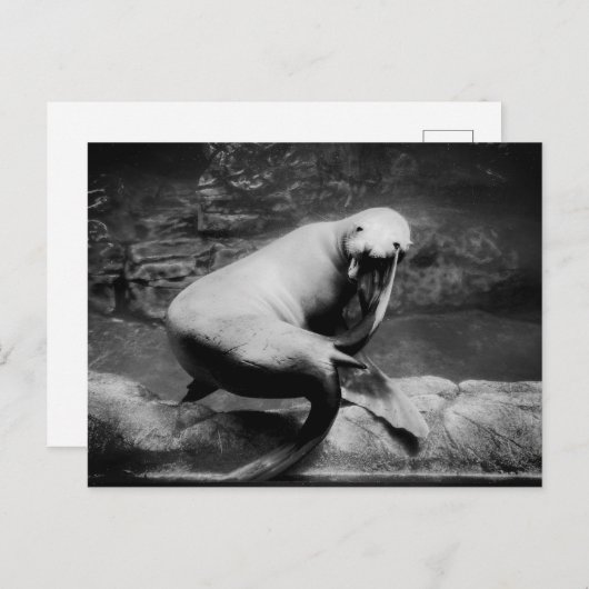 FUNNY Seal Briefkaart (Voorkant / Achterkant)