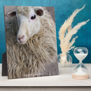 Funny Sheep Fotoplaat