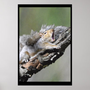 Funny Sleepy Squirrel Blank Kaart Poster
