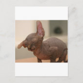 Funny sneezing sphynx kitten briefkaart (Voorkant)