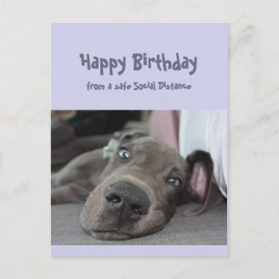 Funny Social Distance Birthday Great Dane Dog Briefkaart