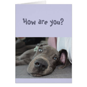 Funny Social Distance Miss You Great Dane Dog