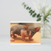 Funny sphynx kitten briefkaart (Staand voorkant)
