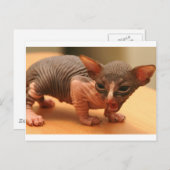 Funny sphynx kitten briefkaart (Voorkant / Achterkant)