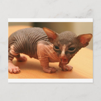 Funny sphynx kitten briefkaart
