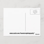 Funny Squirrel Briefkaart (Achterkant)