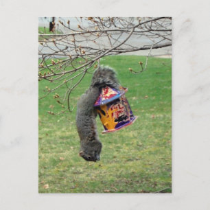 Funny Squirrel Briefkaart