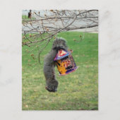 Funny Squirrel Briefkaart (Voorkant)