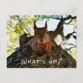 Funny Squirrel Cute Animals Hello There From Hi Feestdagenkaart (Voorkant)