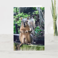 Funny Squirrel Deez naakt aangepaste tekst op zate