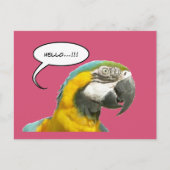 Funny Talking Parrot Hello Carte postale (Devant)