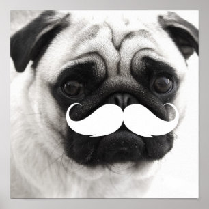 Funny White Mustache Pug Poster