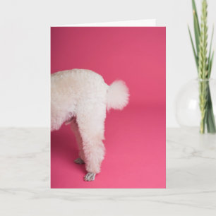 Funny White Poodle Carte d'anniversaire