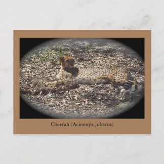 Funny Wild Cat, Cheetah, Dier Briefkaart