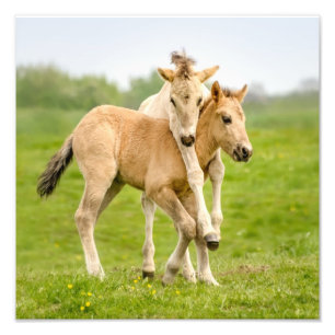 Funny Wild Konik Horses Foals die samen spelen - Foto Afdruk