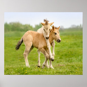 Funny Wild Konik Horses Foals die samen spelen - Poster