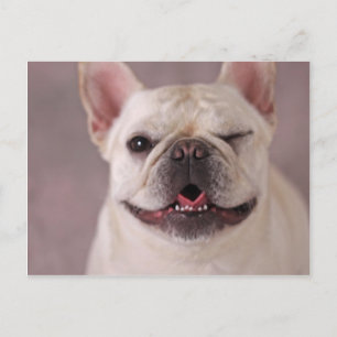 Funny winking Dog French Bulldog Briefkaart