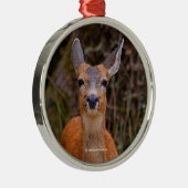 Funny Young Blacktail Deer glimlacht op fotograaf Metalen Ornament (Rechts)