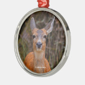 Funny Young Blacktail Deer glimlacht op fotograaf Metalen Ornament (Links)