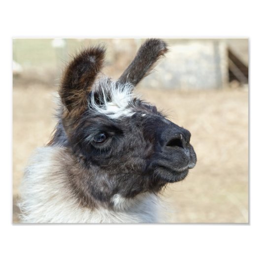 Fur Face Foto Afdruk (Voorkant)