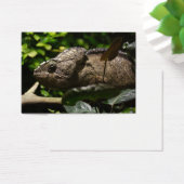 Furcifer oustaleti (Bureau)