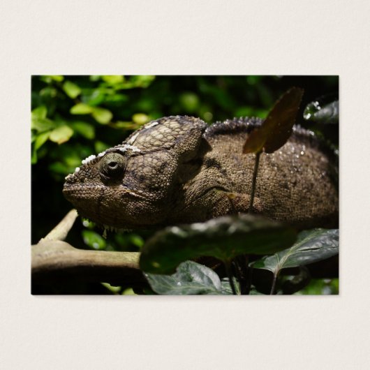 Furcifer oustaleti (Devant)