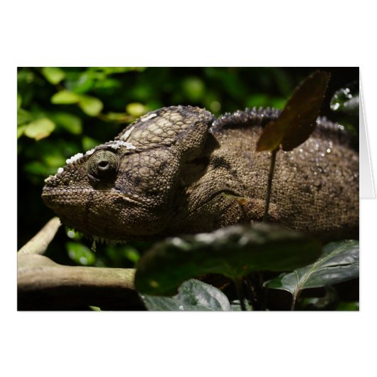 Furcifer oustaleti (Devant horizontal)