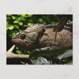 Furcifer oustaleti briefkaart