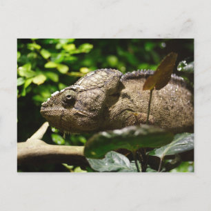 Furcifer oustaleti briefkaart