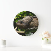 Furcifer oustaleti grote klok (Huis)