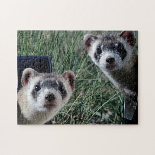 Furets Curieux, Puzzle (Horizontal)