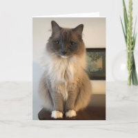 Furry Ragdoll Cat krijgt een goede Kaart