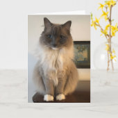 Furry Ragdoll Chat obtenir bien Carte (Fleur jaune)
