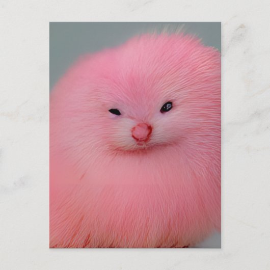 Furry roze ritter briefkaart (Voorkant)