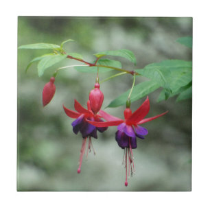 Fuschia1A.jpg Tegeltje
