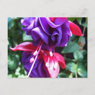Fuschia 1 briefkaart