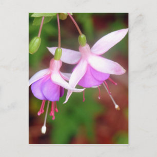Fuschia Flowers Briefkaart