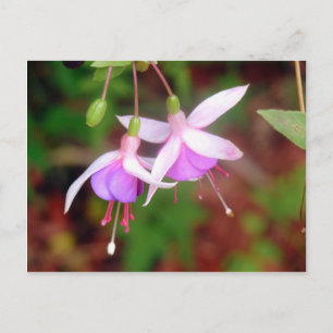Fuschia Flowers Briefkaart