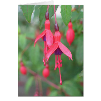 Fuschia, Ierland