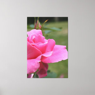 Fuschia Pink Garden Roos Canvas Afdruk