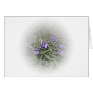Fuzeong Penstemon (Penstemon eriantherus)