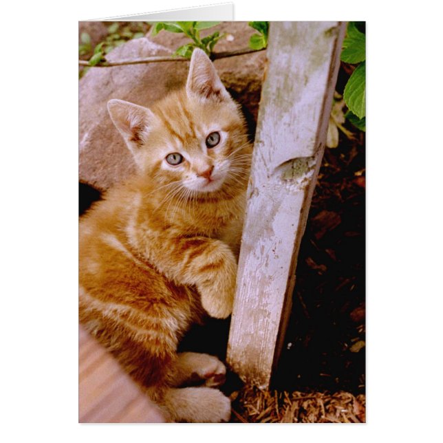 fuzz pot! (Voorkant)