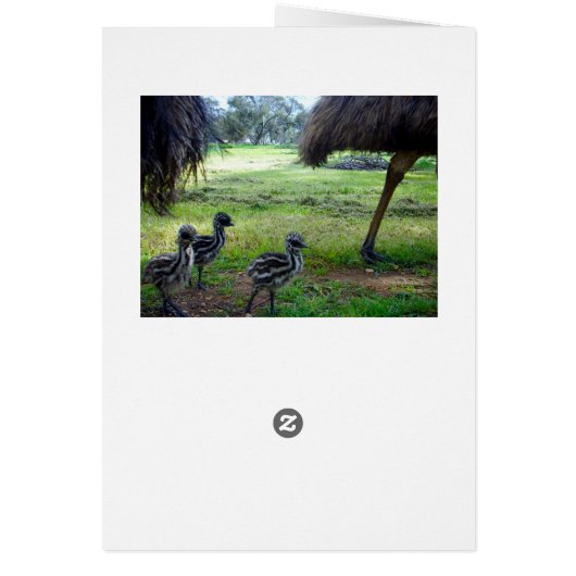 Fuzzy Baby Emu Chicks, carte d'anniversaire (Dos)